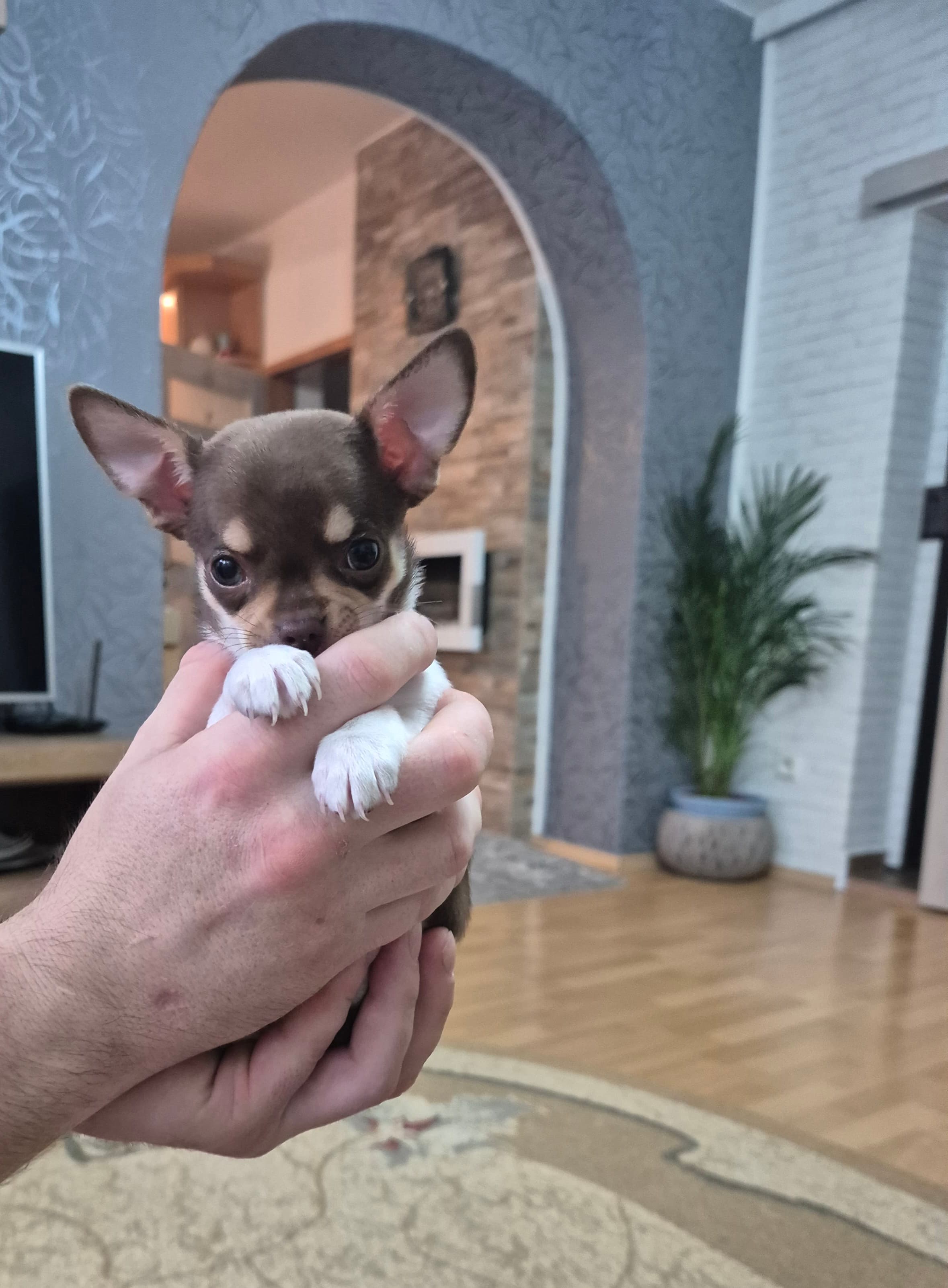 Chihuahua welpen