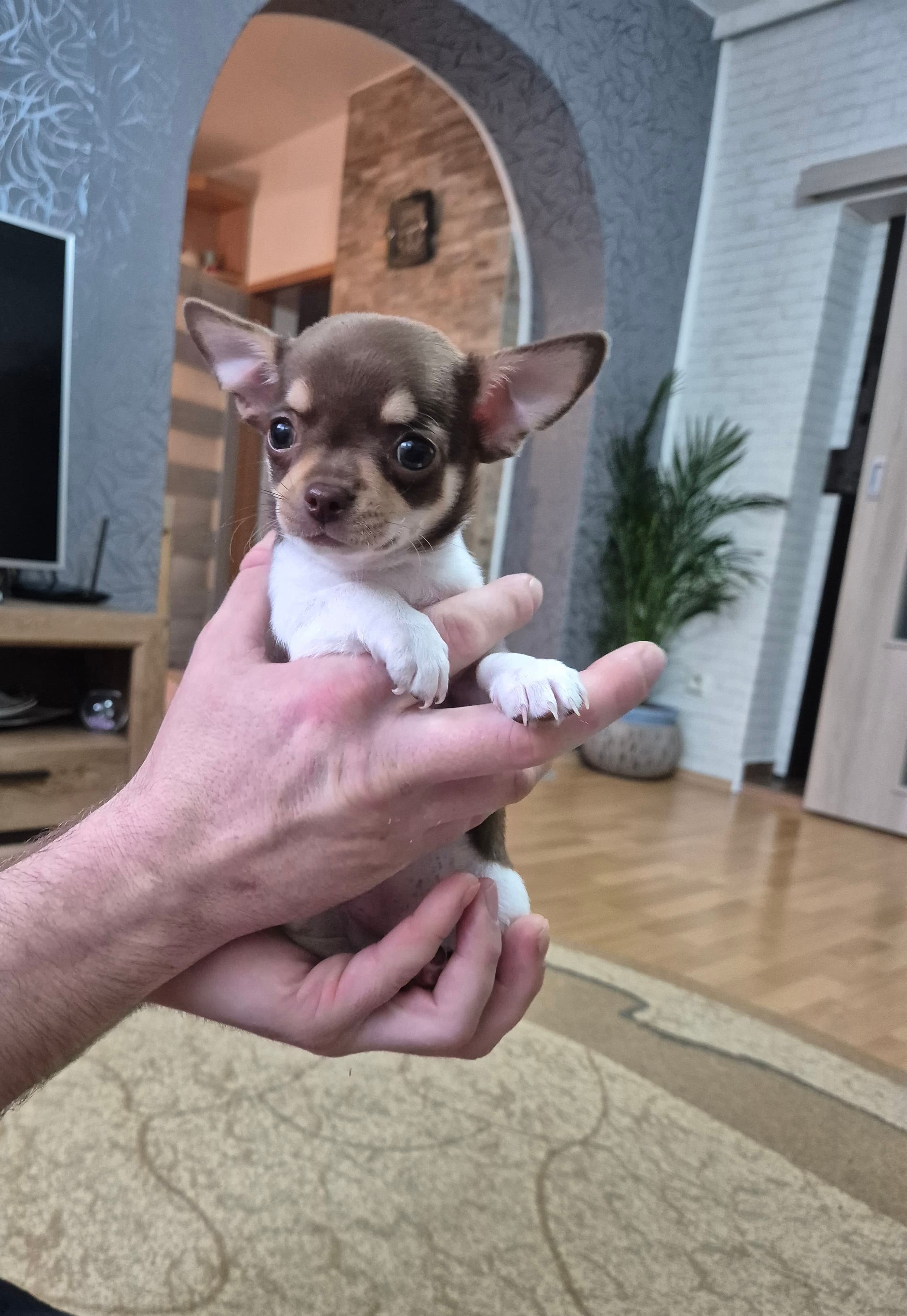 Chihuahua welpen