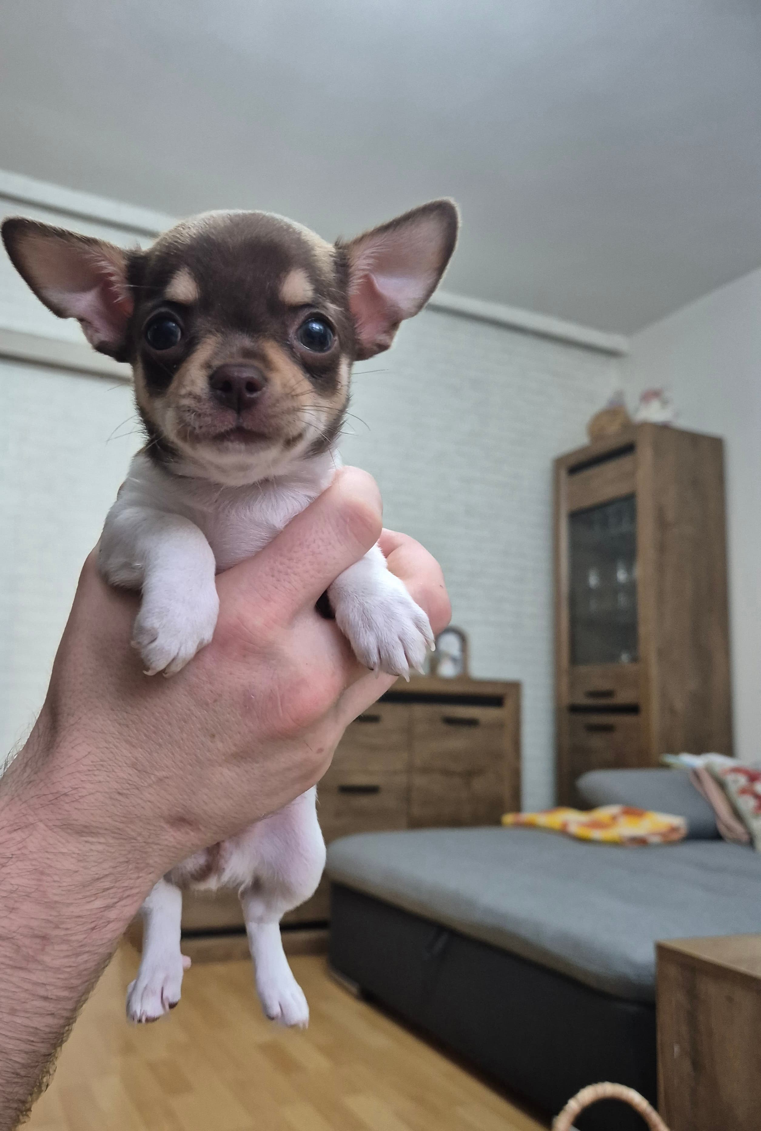 Chihuahua welpen