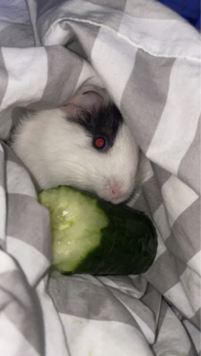Meerschweinchen Dringend zum Abgeben