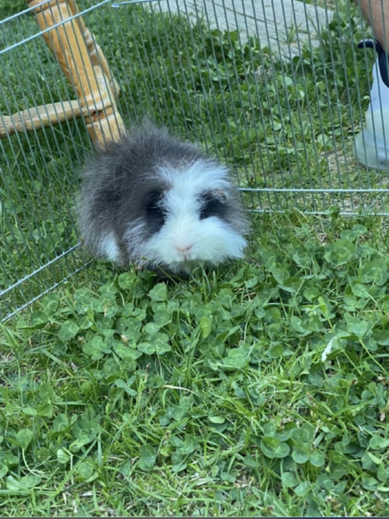 Meerschweinchen Dringend zum Abgeben