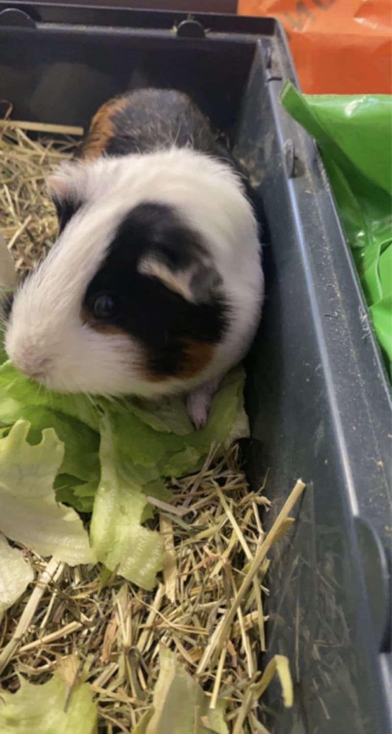 Meerschweinchen Dringend zum Abgeben
