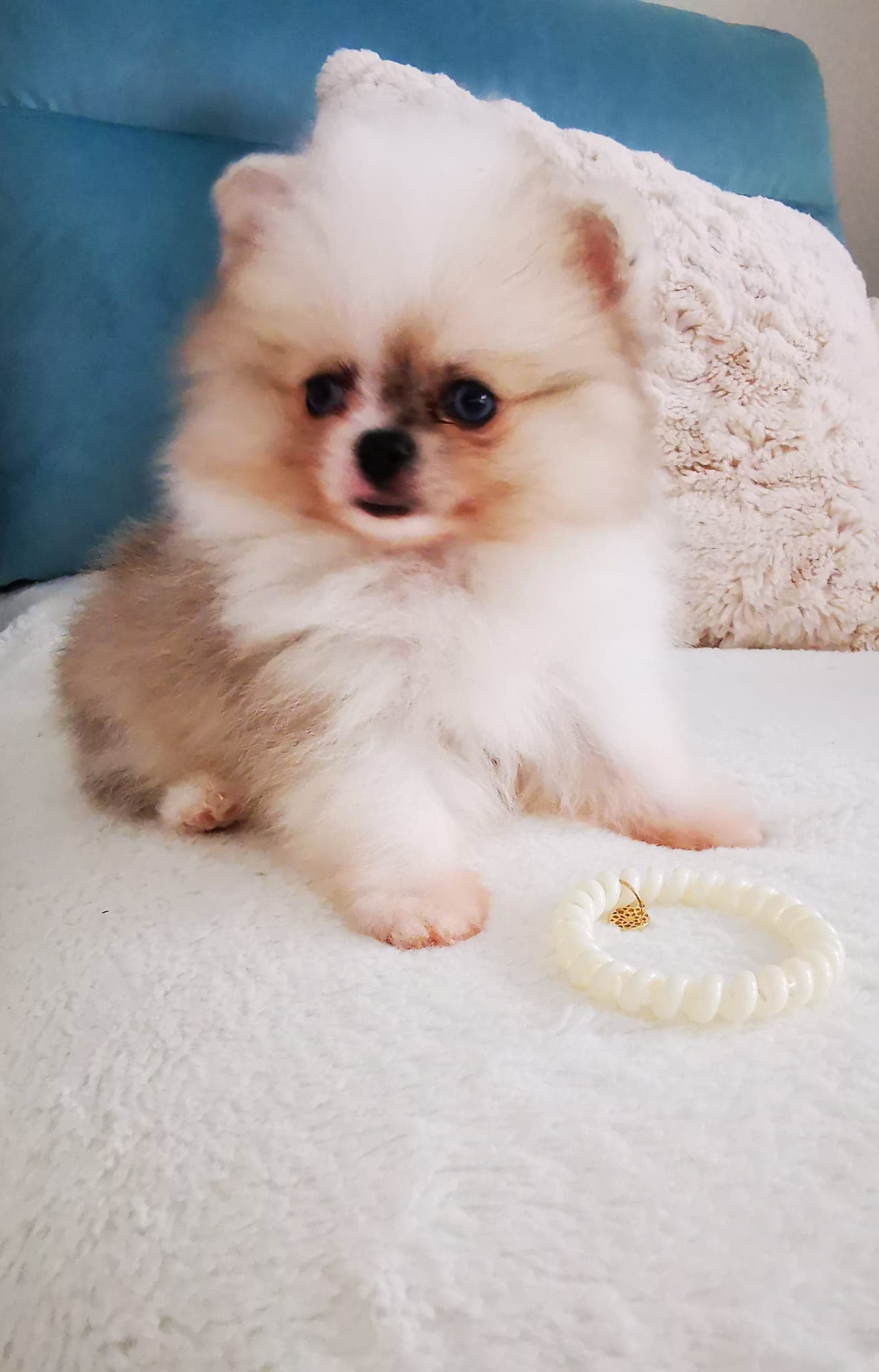 kleiner Pomeranian Zwergspitz Rüde Welpe