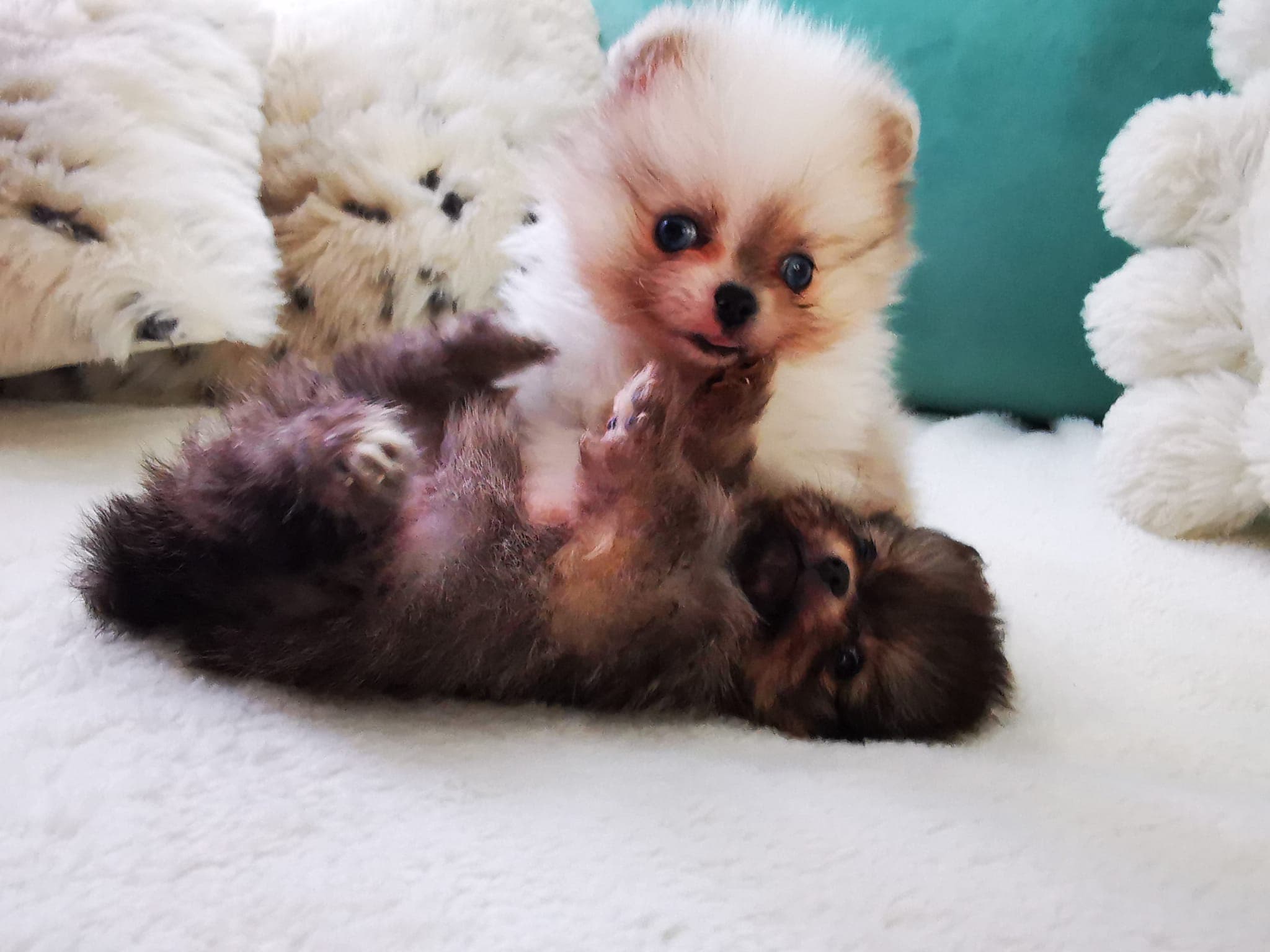 kleiner Pomeranian Zwergspitz Rüde Welpe