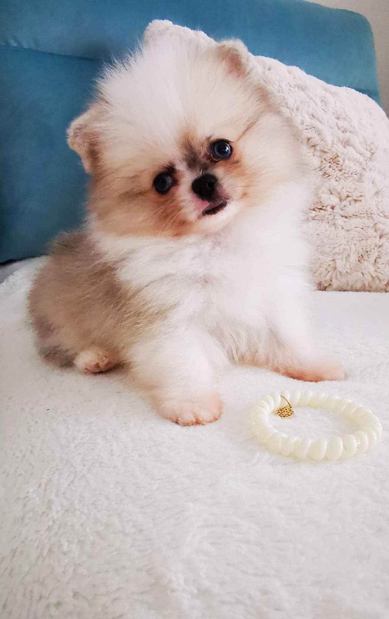 kleiner Pomeranian Zwergspitz Rüde Welpe