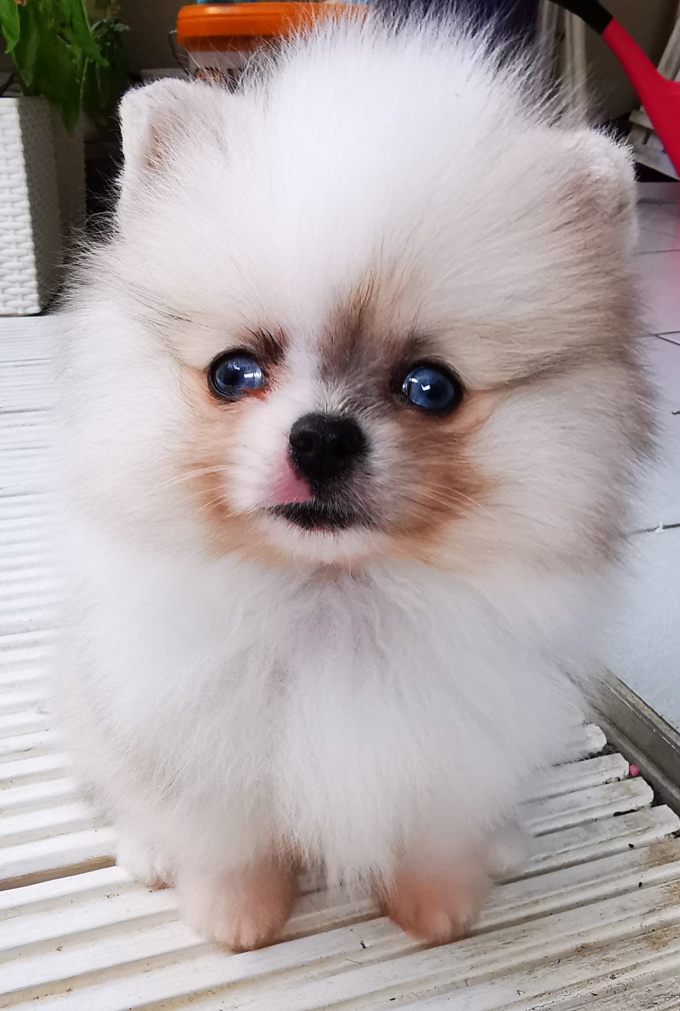 kleiner Pomeranian Zwergspitz Rüde Welpe