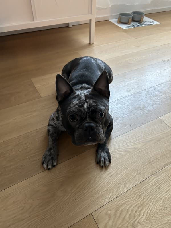 Kastrierter Französischer Bulldoggen Rüde sucht neues Zuhause
