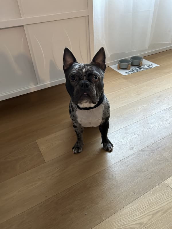 Kastrierter Französischer Bulldoggen Rüde sucht neues Zuhause