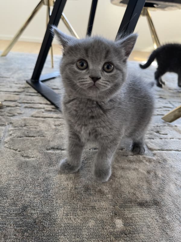 Zwei zuckersüße BKH Kitten