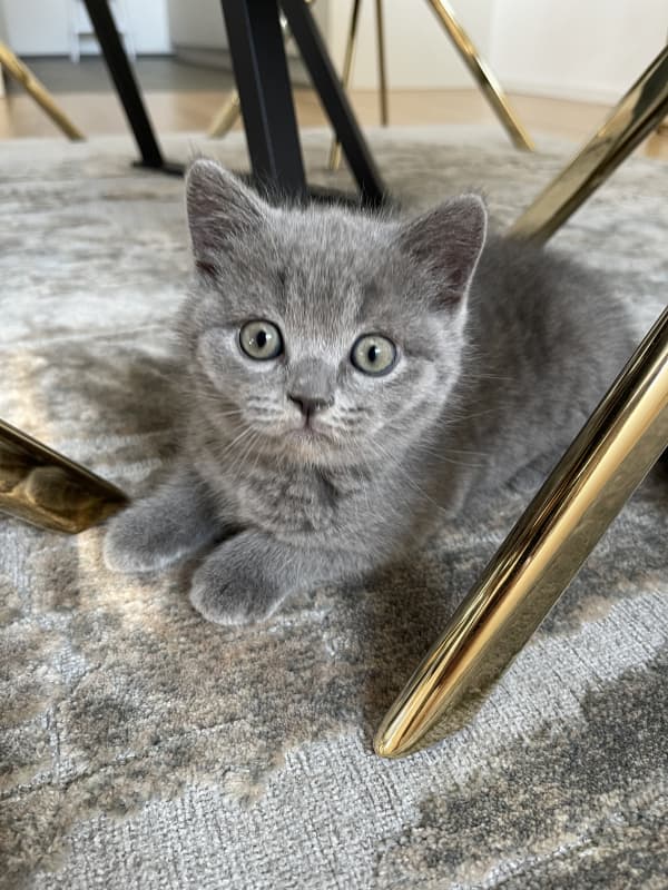 Zwei zuckersüße BKH Kitten