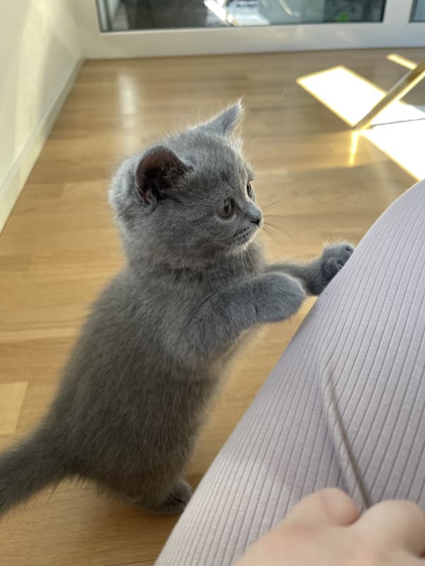 Zwei zuckersüße BKH Kitten