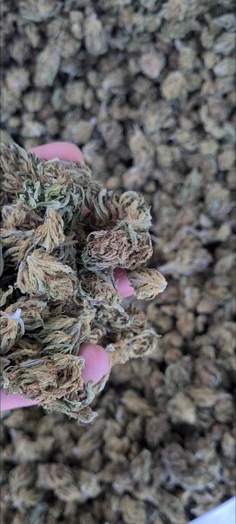 CD1 CBD BLÜTEN