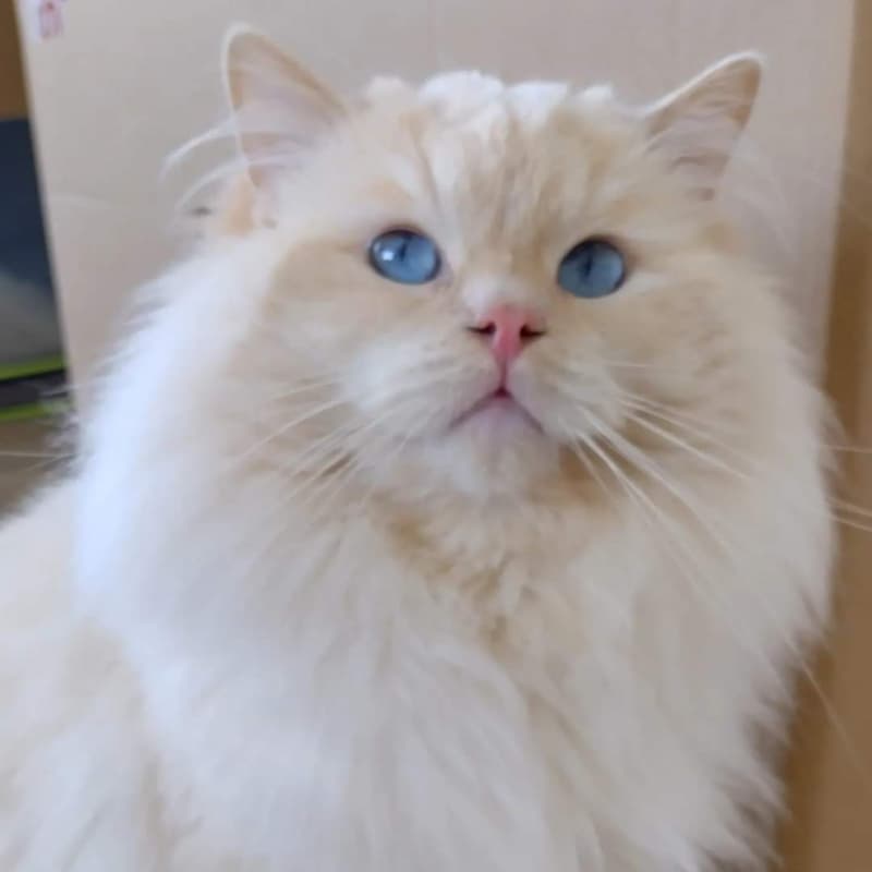Ragdoll mit Stammbaum