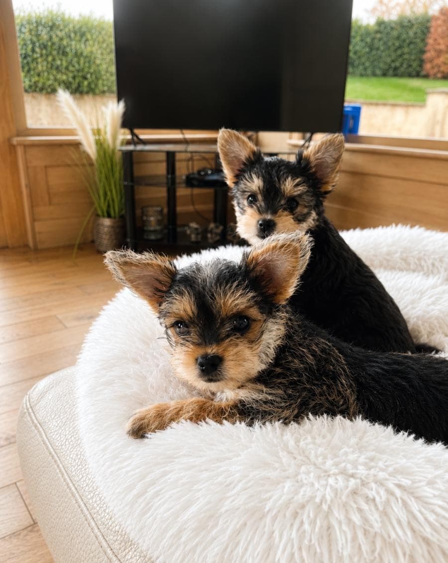 Yorkie Welpen