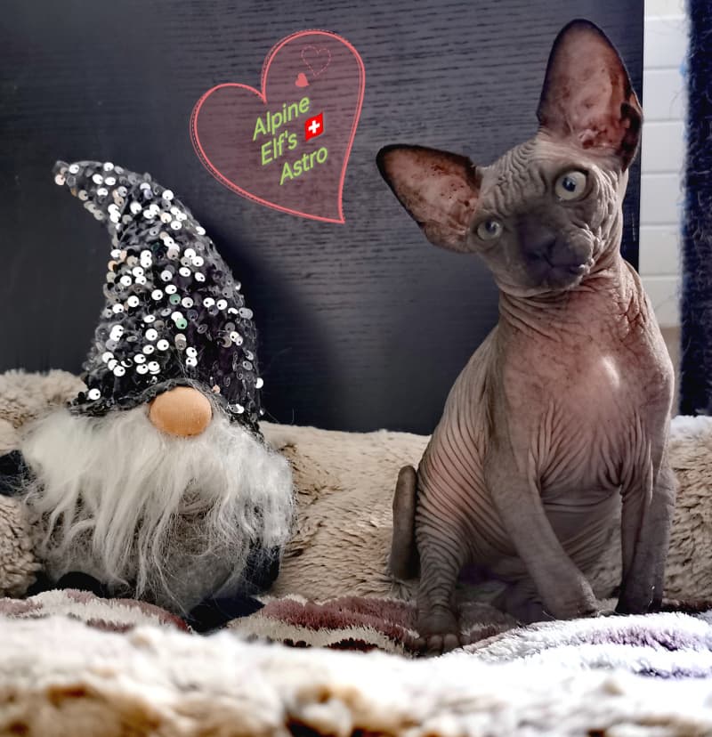 Sphynx - Wunderschöne Sphynx Kitten