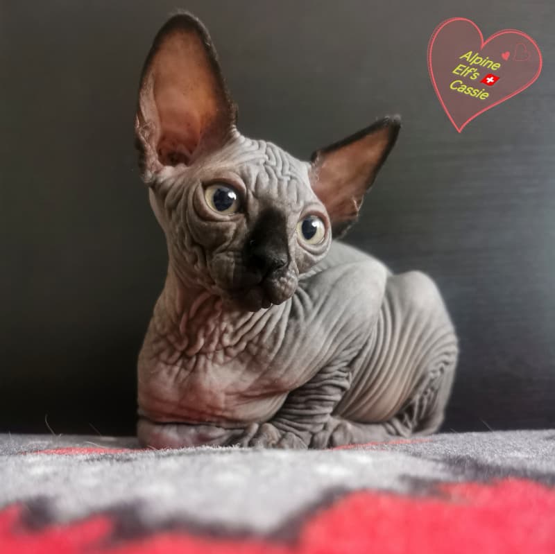 Sphynx - Wunderschöne Sphynx Kitten