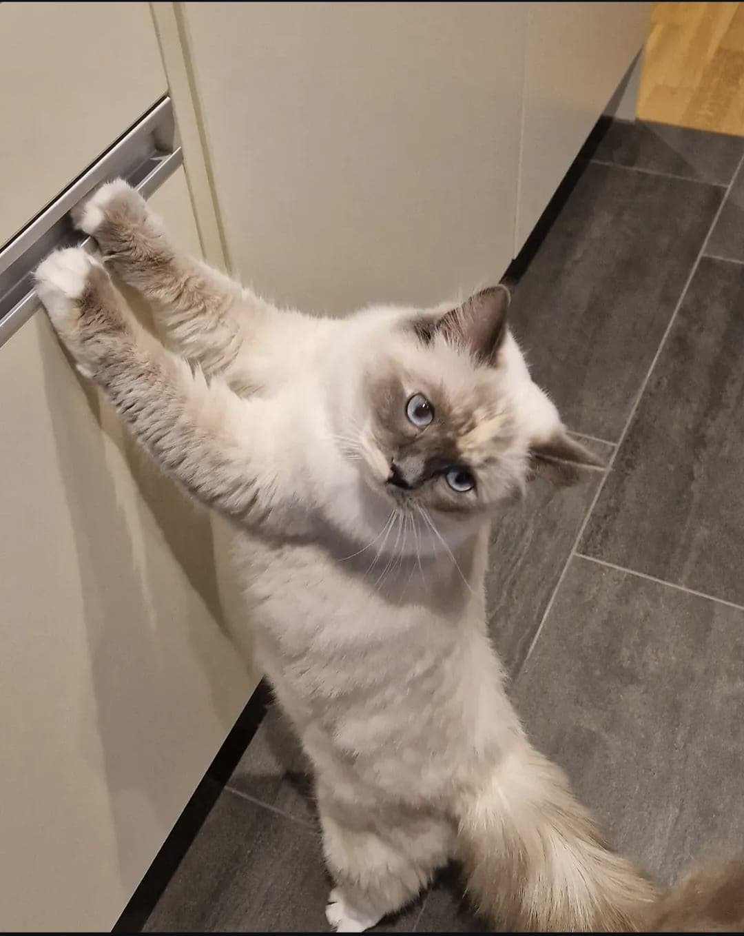Ragdoll Katze Mercedes sucht ein liebevolles Zuhause