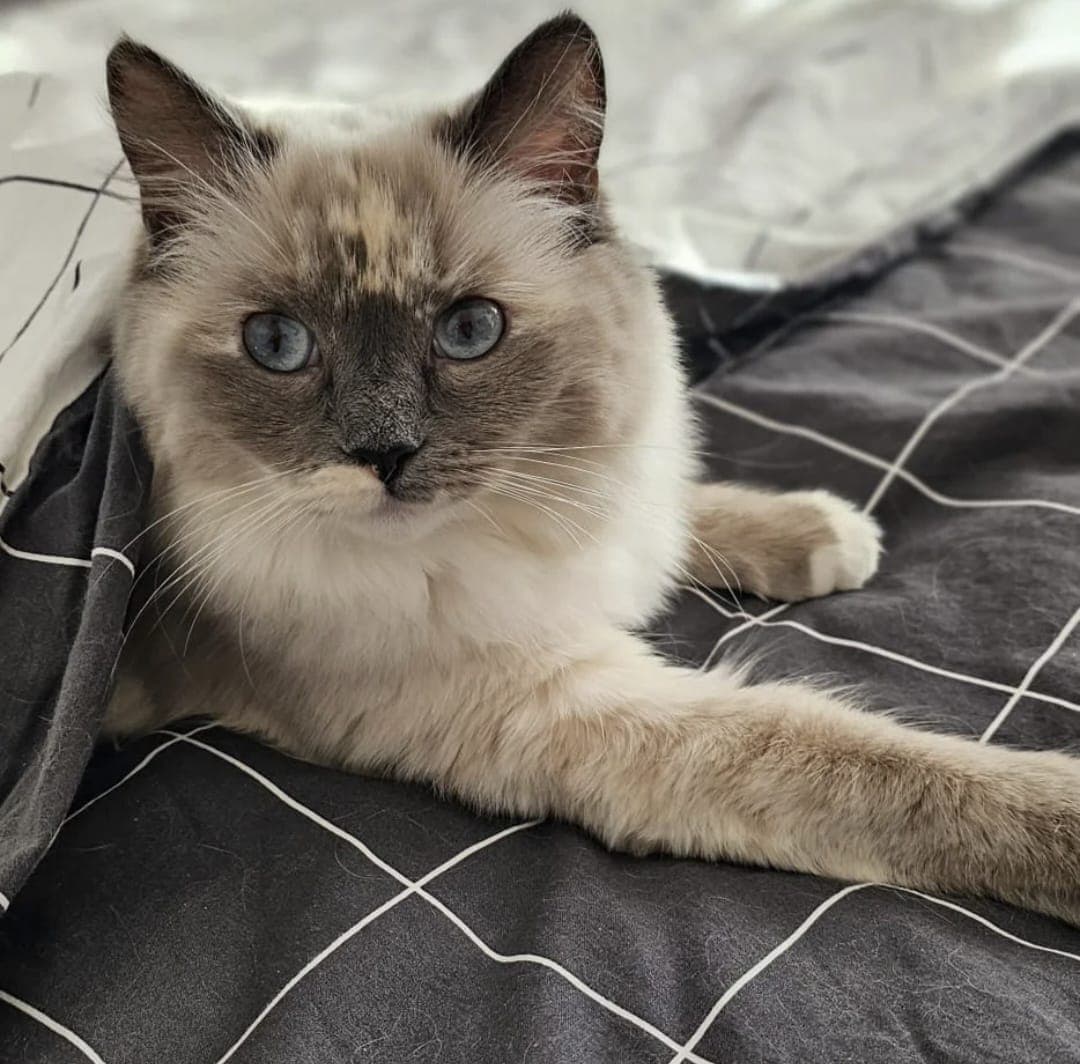 Ragdoll Katze Mercedes sucht ein liebevolles Zuhause