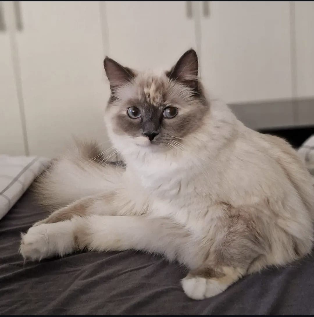 Ragdoll Katze Mercedes sucht ein liebevolles Zuhause