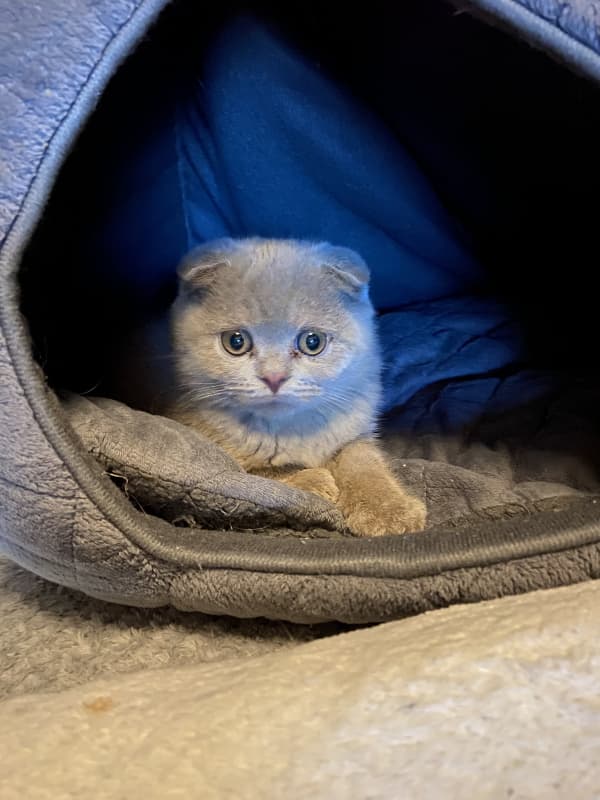 Lilac BKH Kitten