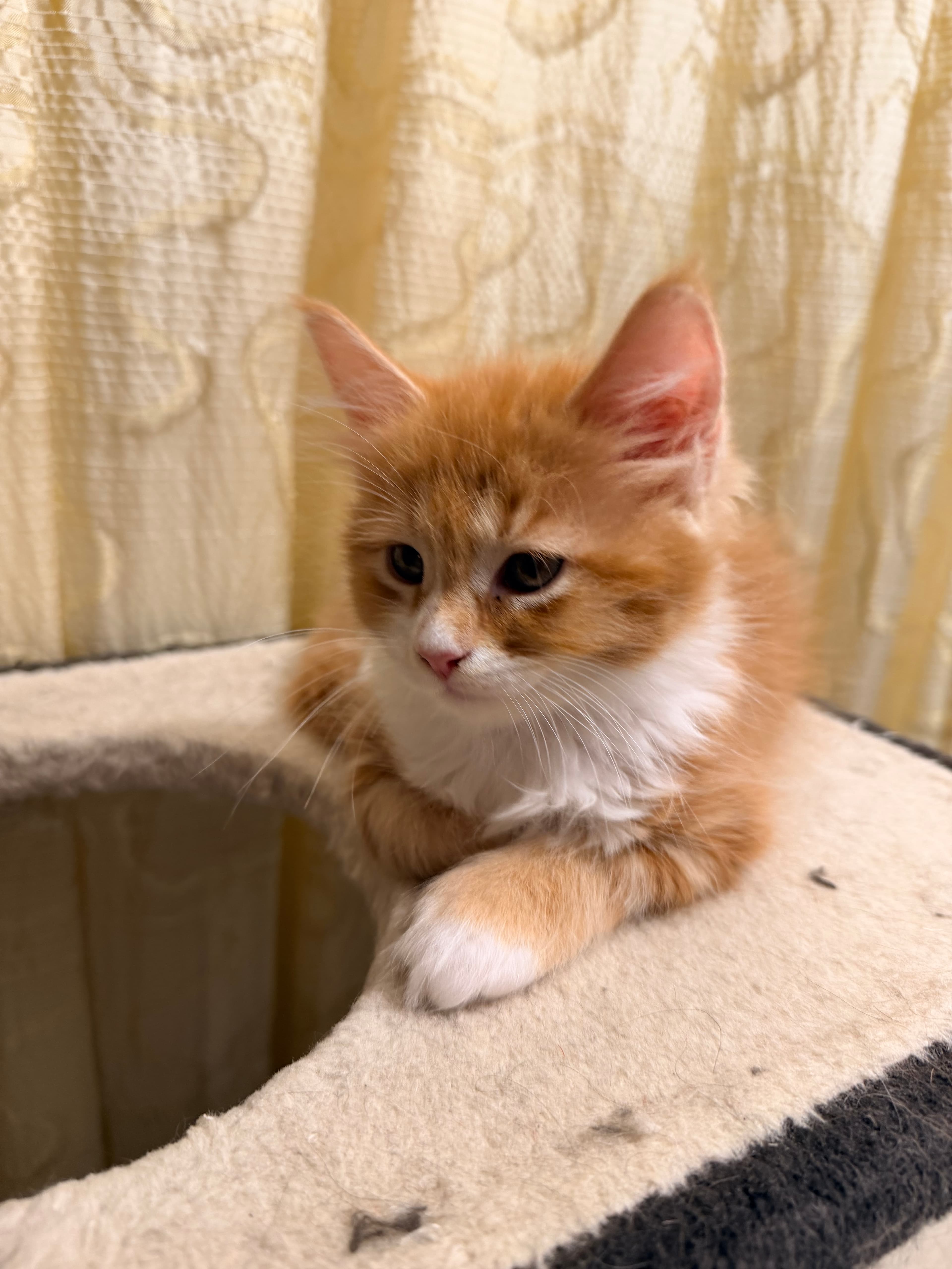 Maine Coon Kitten zu verkaufen