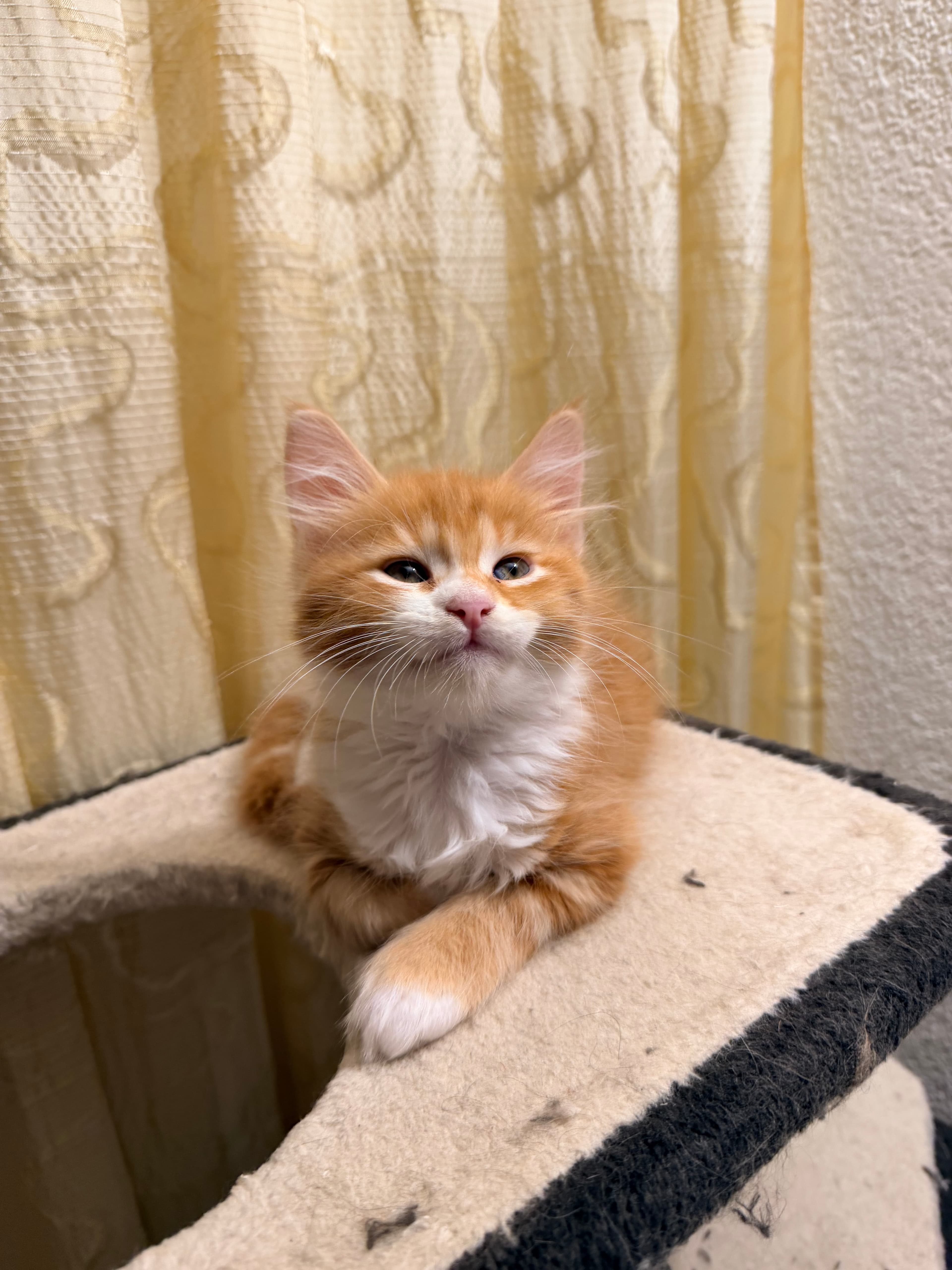 Maine Coon Kitten zu verkaufen