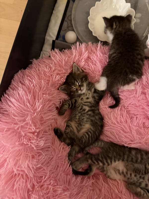 Maine Coon Kitten zu verkaufen