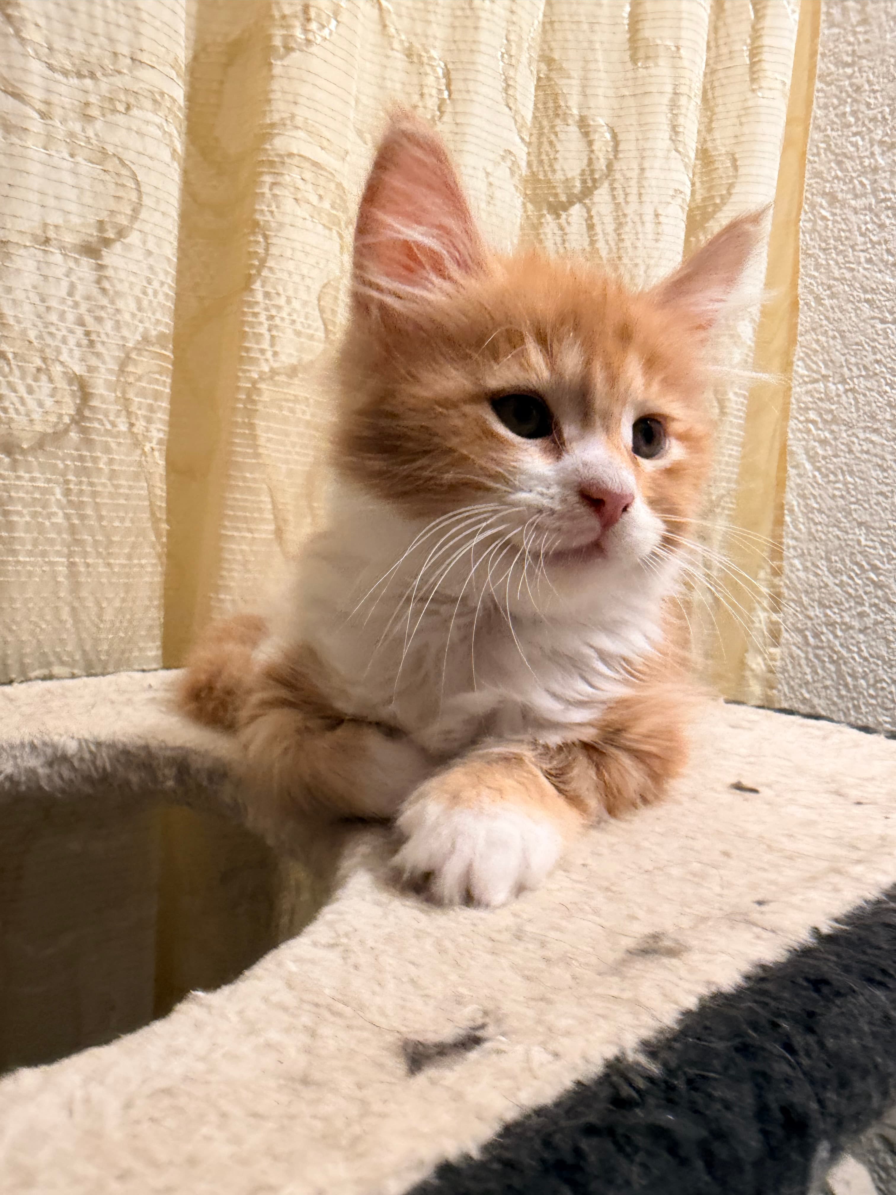 Maine Coon Kitten zu verkaufen