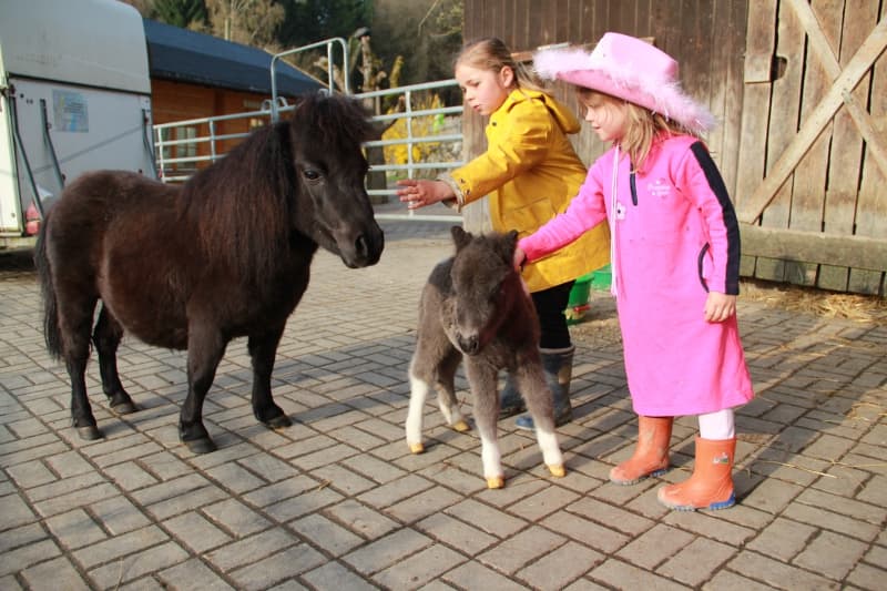 Poyspaziergänge auf dem Elfenhof