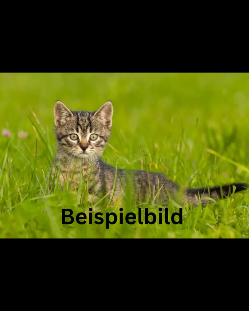 Hauskatzen Kitten