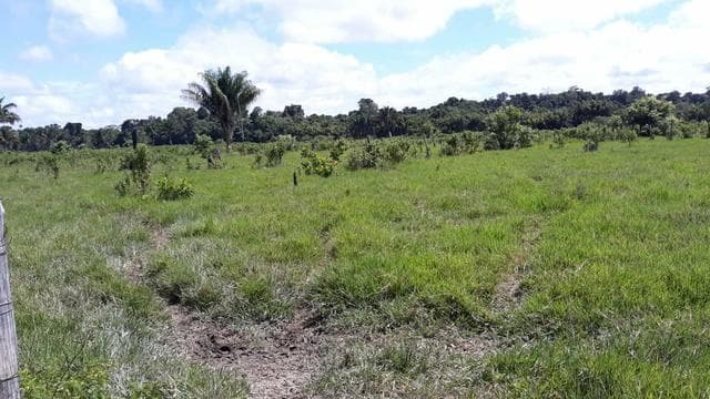 Brasilien 100 Ha Grundstück in der Nähe von Manaus AM