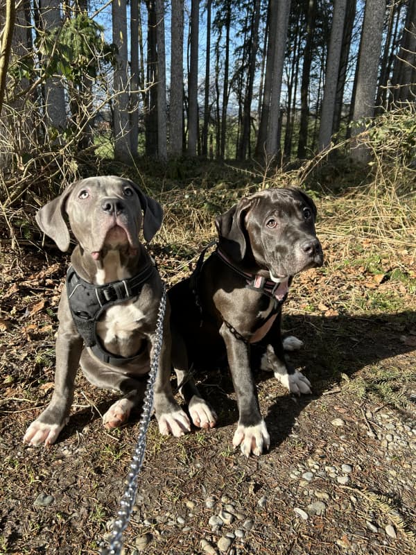 Ich verkaufe 2 american xl Bully Welpen 5 Monate alt