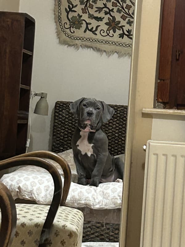 Ich verkaufe 2 american xl Bully Welpen 5 Monate alt