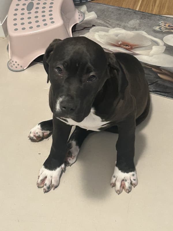 Ich verkaufe 2 american xl Bully Welpen 5 Monate alt