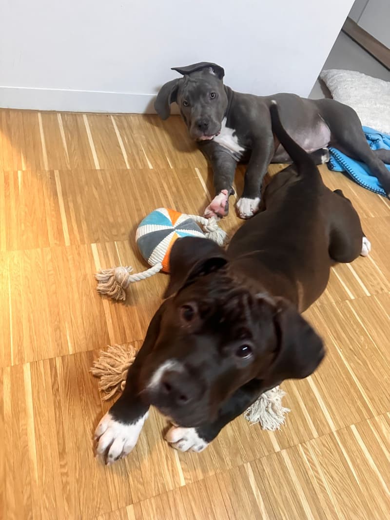 Ich verkaufe 2 american xl Bully Welpen 5 Monate alt