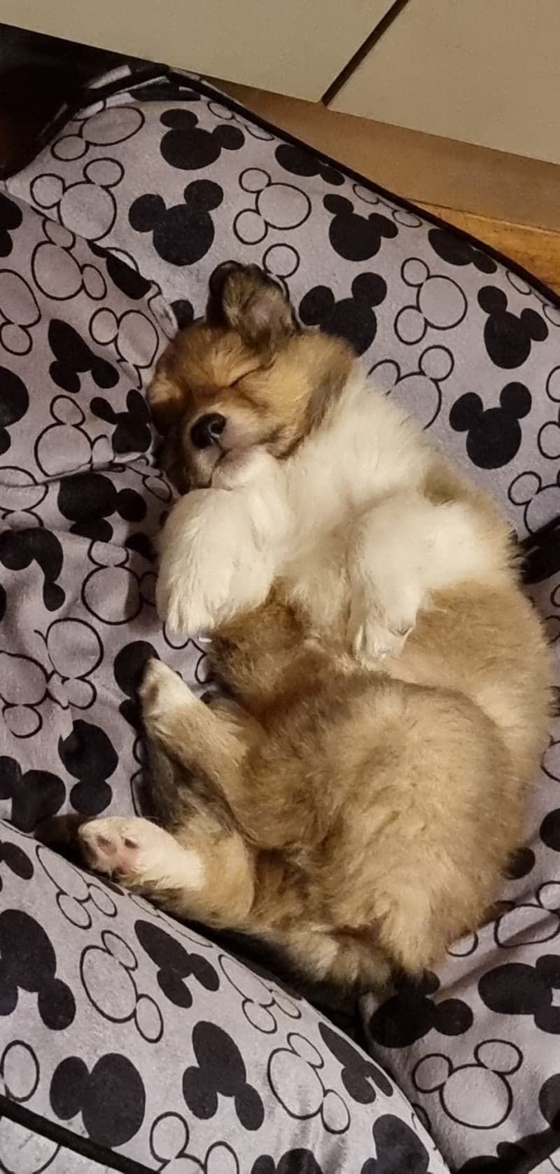 Collie Welpen suchen ein Zuhause