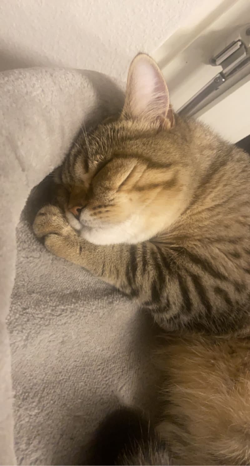 Balu sucht neues zuhause