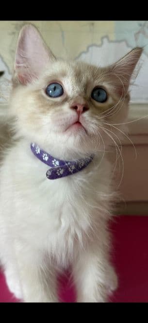 Ragdoll Kitten