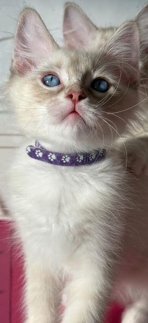 Ragdoll Kitten