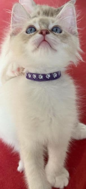 Ragdoll Kitten