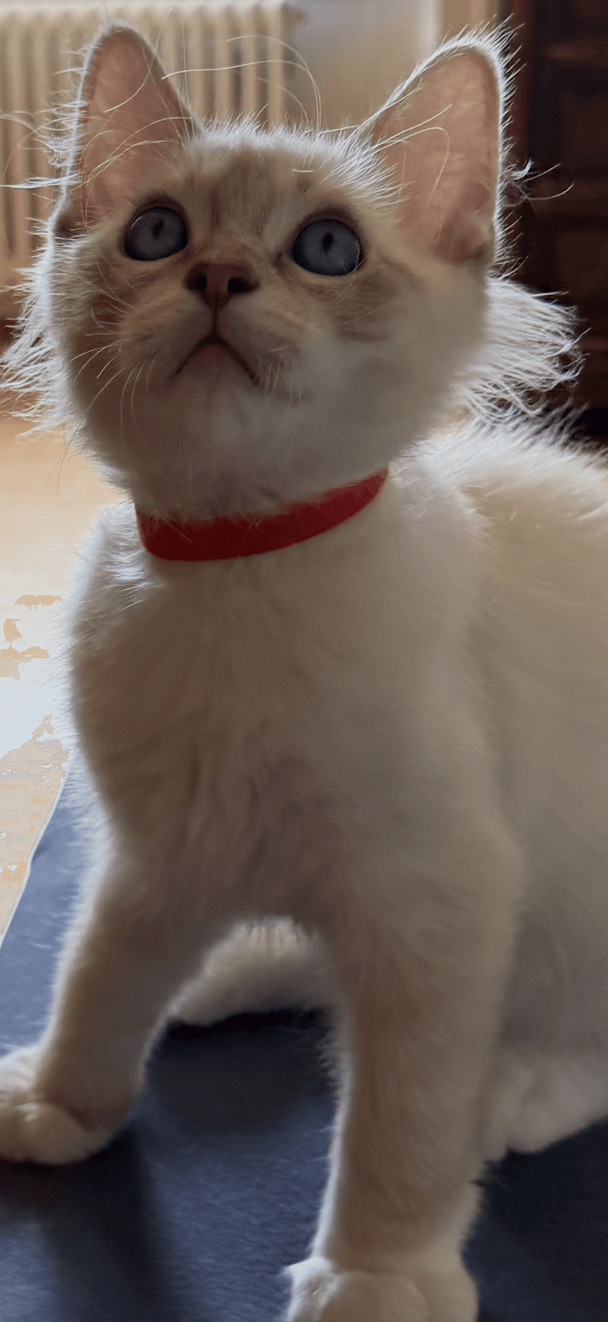 Ragdoll Kitten