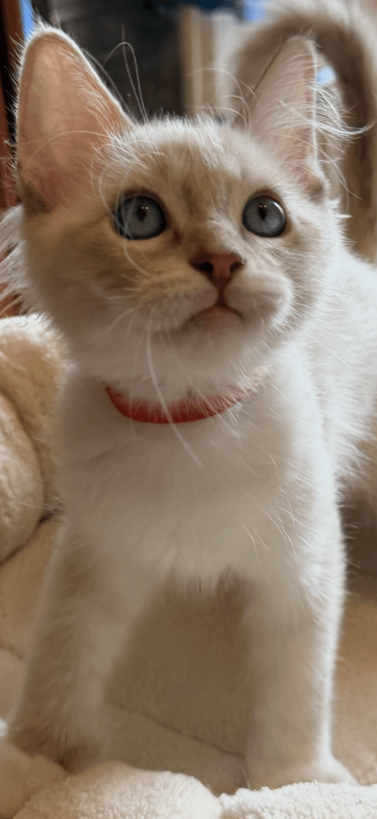 Ragdoll Kitten