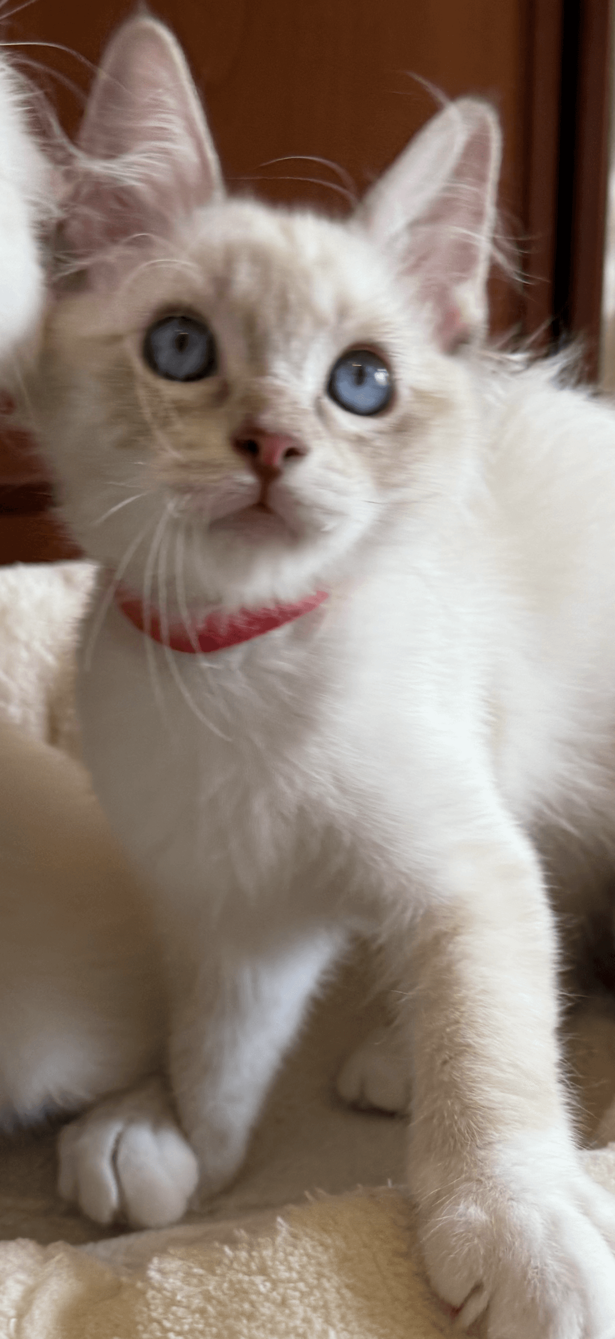 Ragdoll Kitten
