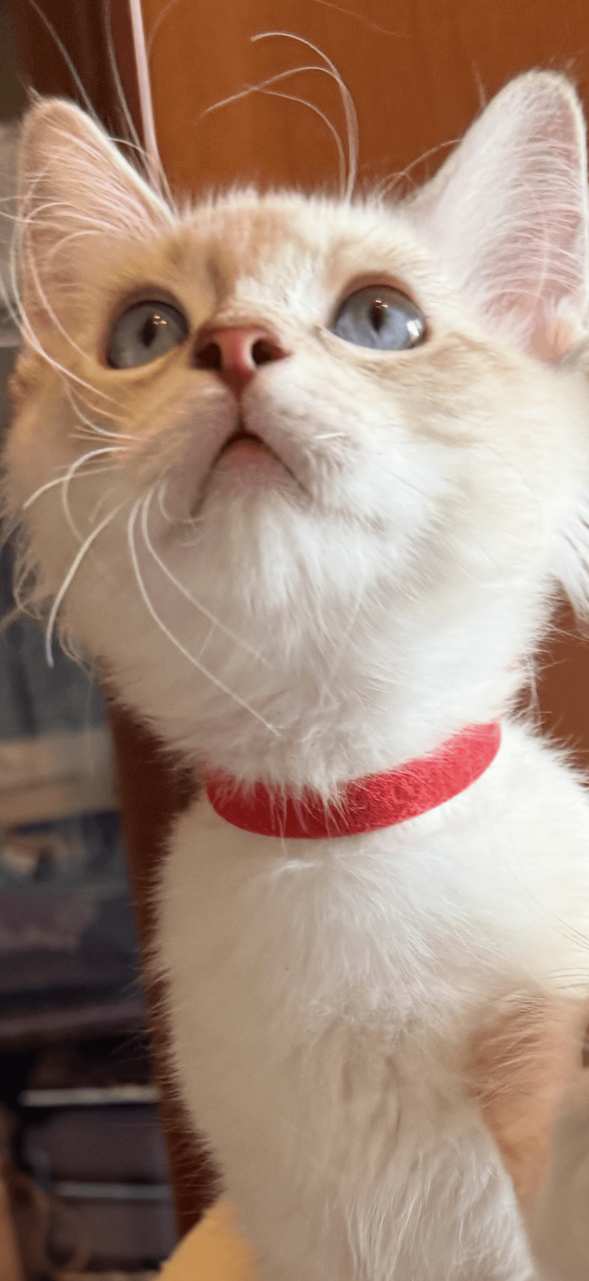 Ragdoll Kitten