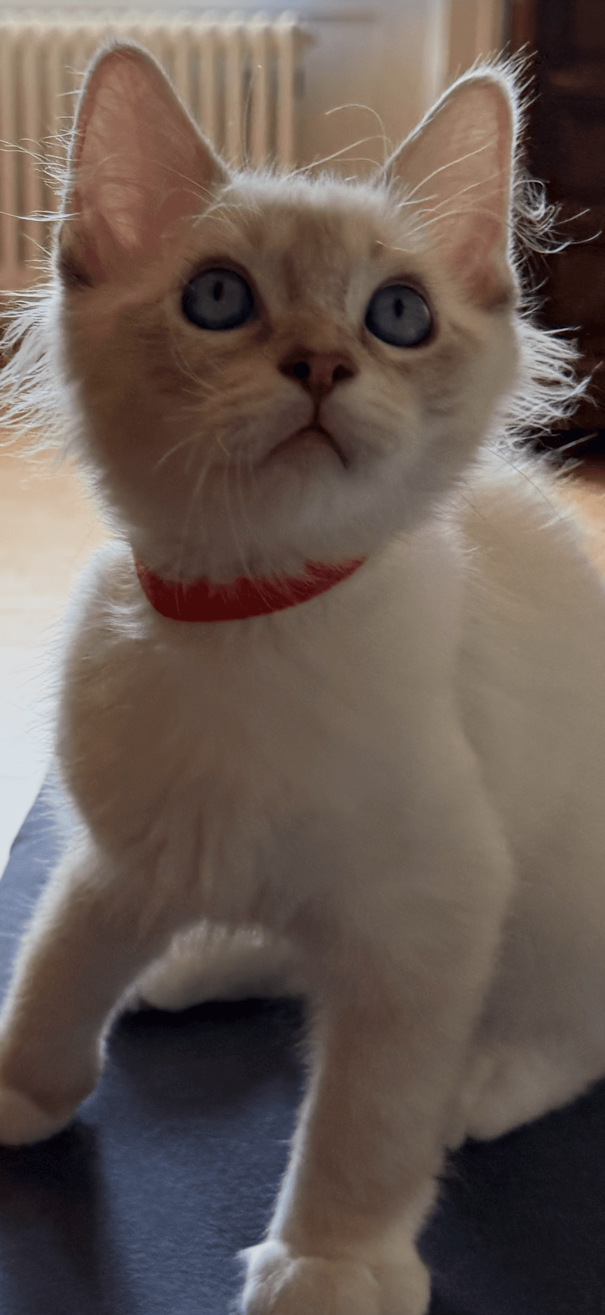 Ragdoll Kitten