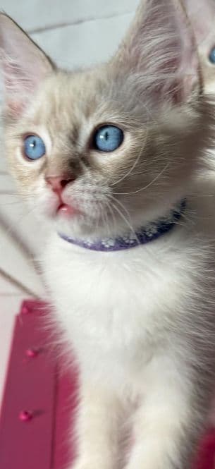 Ragdoll Kitten