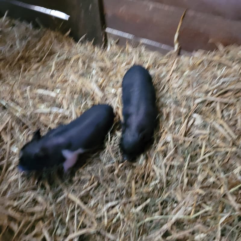 Süsse Minipigs vom Gantrisch