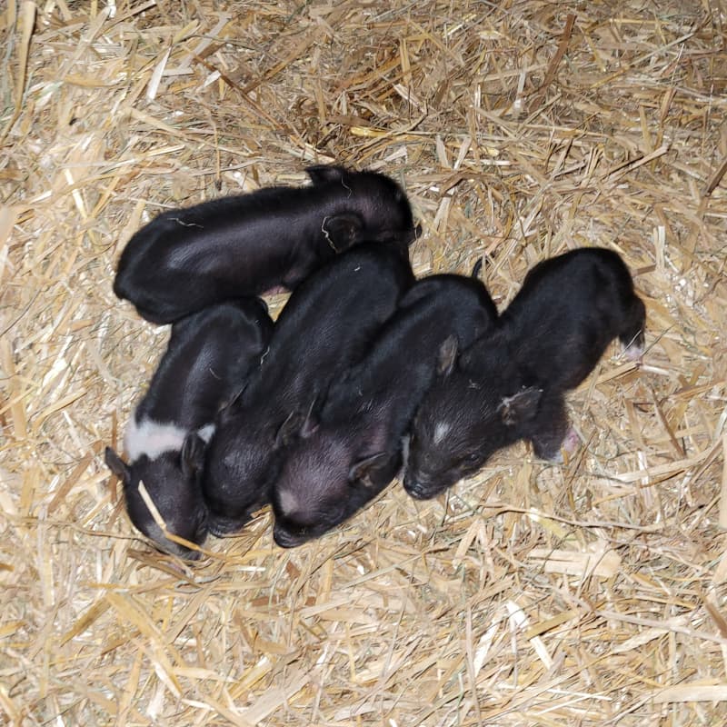 Süsse Minipigs vom Gantrisch