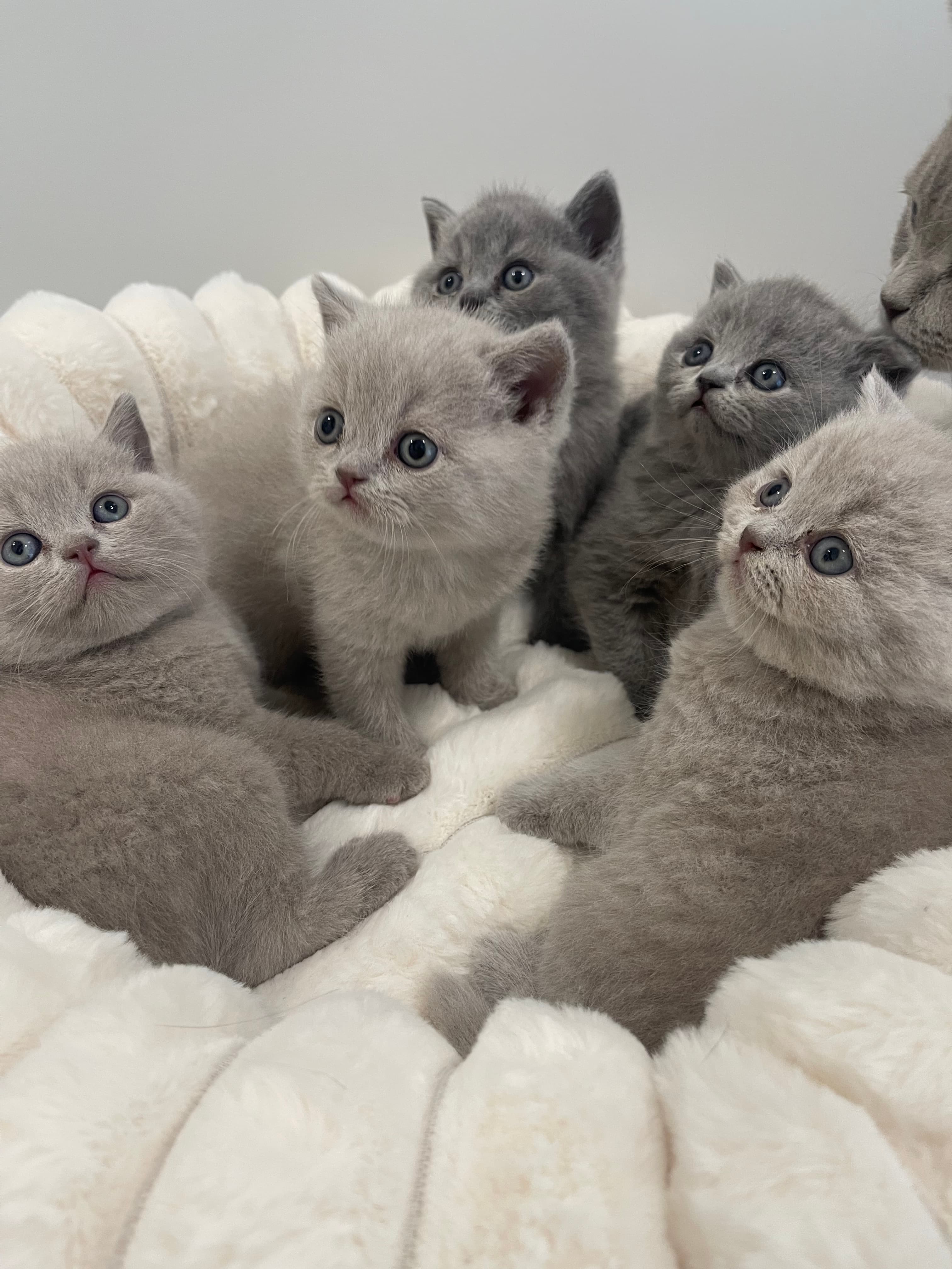 Reinrassige BKH kitten / britisch kurzhaar