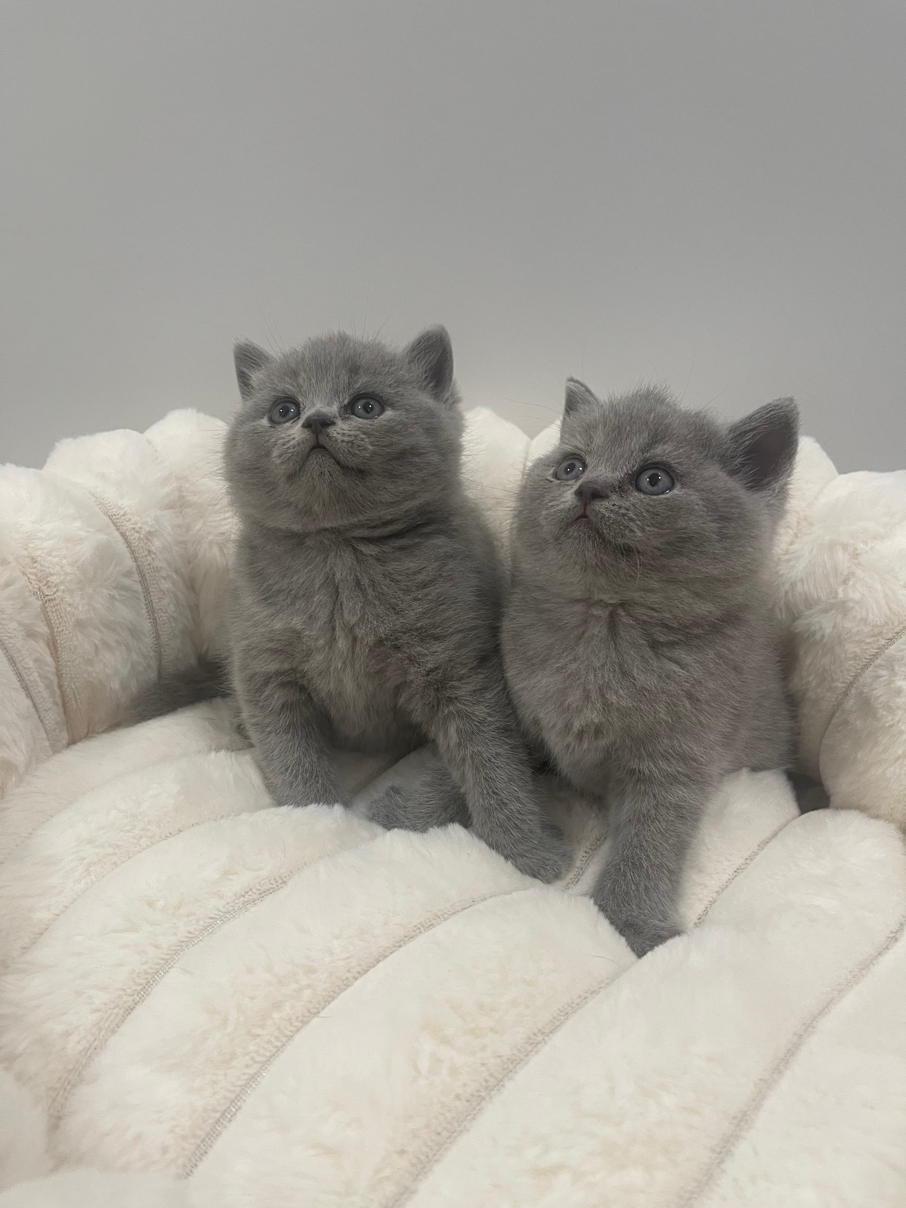 Reinrassige BKH kitten / britisch kurzhaar